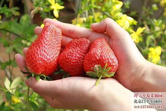 玲子草莓采摘园的相册 玲子草莓采摘园