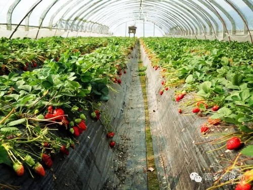 实打实下苦功,西乡塘乡村产业振兴有底气