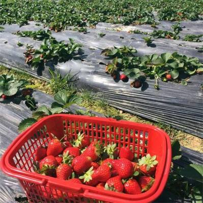 深圳最全草莓采摘地图出炉,20元吃到你撑!周末走起!