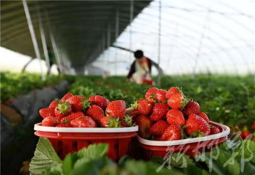 成安草莓种植助农增收