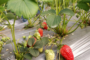 采摘草莓 田园之乐与实用指南