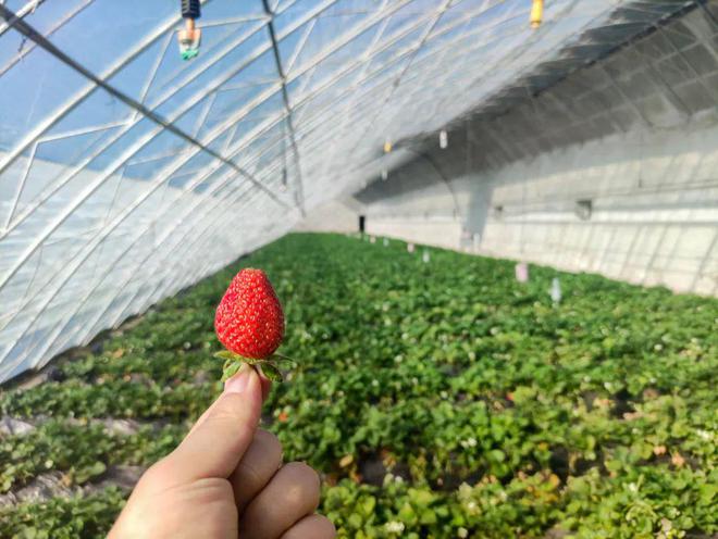 大兴草莓采摘园盛大开幕，带上篮子来一场甜蜜采摘之旅吧！