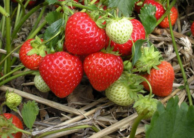 郑州附近草莓采摘园推荐与攻略