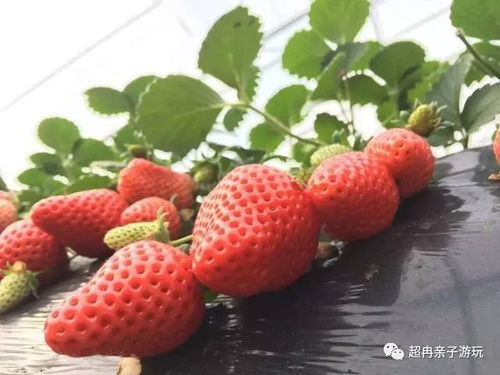 每周六品头茬草莓，享理想亲子生活一日游