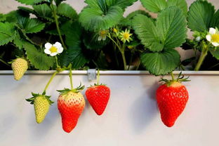 四平新春草莓采摘节，鲜甜滋味邀您共尝