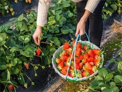 保定唐县农家乐度假村 体验田园乐趣，尽享草莓采摘之乐
