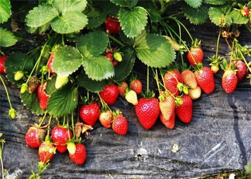 喜大普奔！最后4天，合肥人做完这20件事，就能过年啦