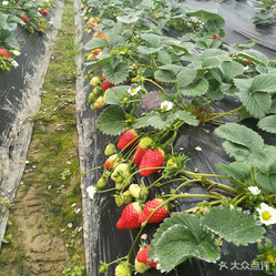 老李草莓采摘园 春日里的甜蜜采摘体验