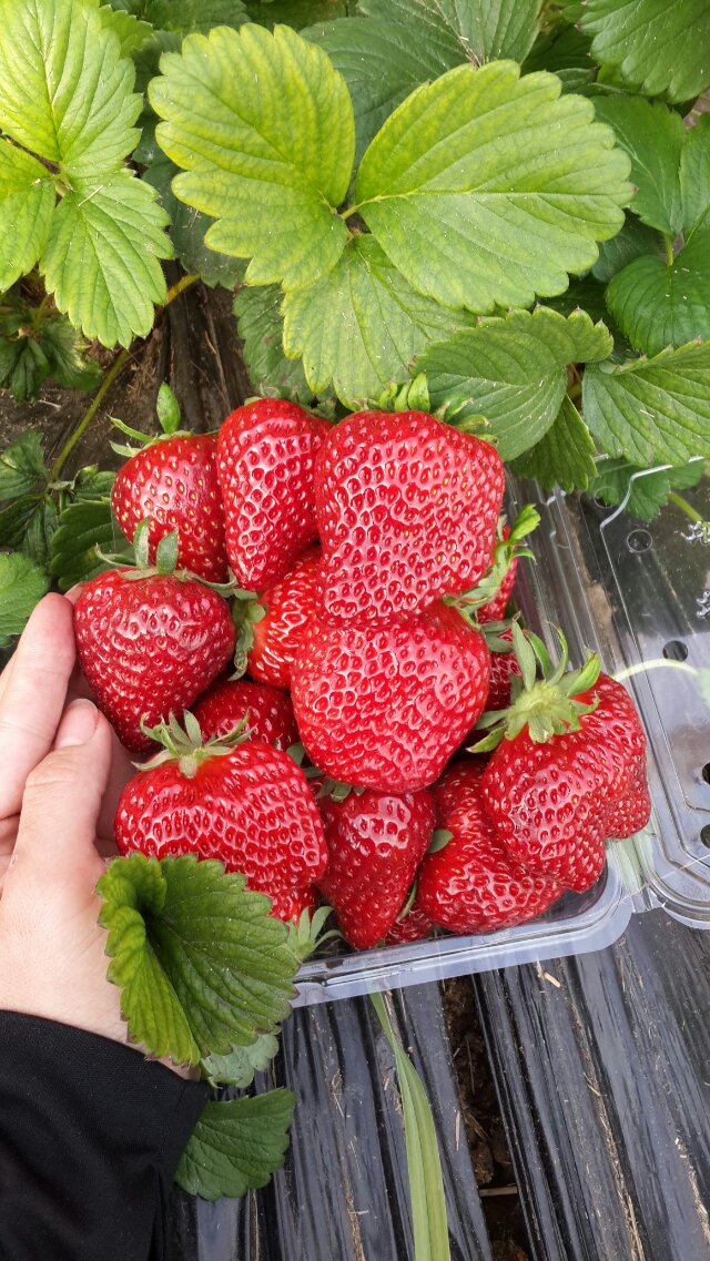 昌平兴寿草莓采摘 价格实惠，欢乐采摘体验