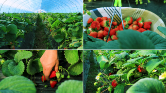 草莓采摘园 亲近自然的甜蜜之旅