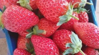 2019最全草莓采摘计划来了！这周就安排上吧