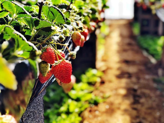 西安水果采摘 | 信怡园草莓采摘园 体验田园乐趣，享受愉快的草莓采摘之旅