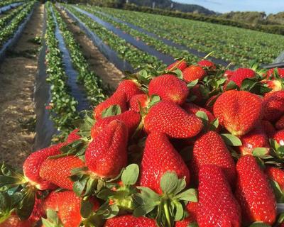 奥克兰7折摘草莓！收藏这份亲子采摘攻略，带娃春游享鲜果乐趣