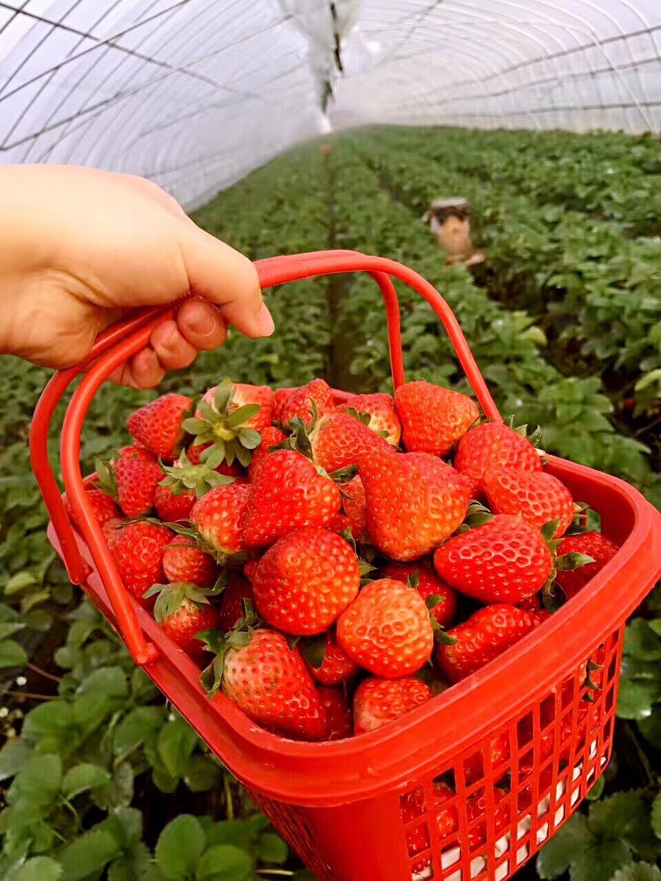 草莓采摘攻略丨邀您共享“莓”好时光