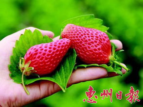 惠东县 草莓采摘正当时，田园乐趣迎客来