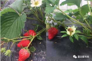 2017嘉定最新草莓采摘地图 莓好时光约不约？