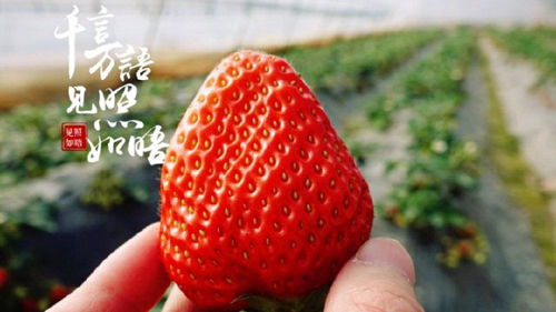 苏州草莓采摘之旅 一起走进甜蜜的草莓园