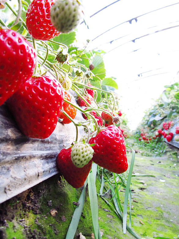 草莓红满春冬——从浙大格林森采摘园开启您的开心农场之旅