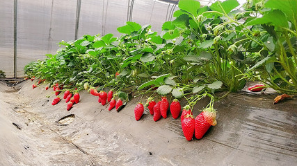 胶源草莓采摘园 品味自然，享受采摘之乐