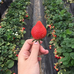 农场采摘乐趣 草莓采摘体验