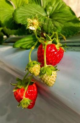 昌平兴寿镇 立足草莓强产业，连片带动镇域兴