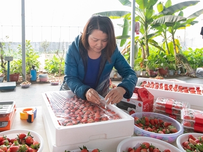历城区品牌强农丨八福庄缘 从田间到餐桌的品质之路，草莓采摘点亮乡村经济