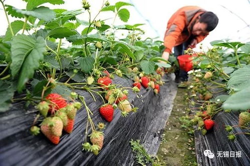 一莓难求 草莓采摘热潮背后的甜蜜与烦恼