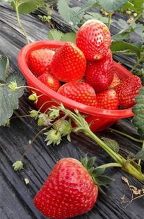 成都冬草莓采摘攻略新鲜出炉，趁着好天气赶紧出动