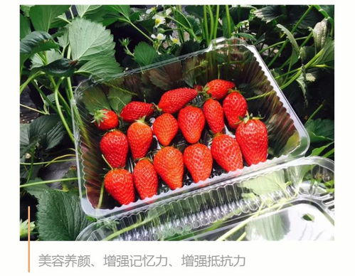 三八女生节特惠 即墨草莓采摘园邀您尽情采摘，共享春日甜美时光