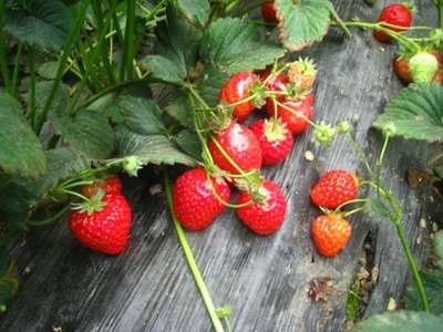 99%的成都人都不知道！成都周边冬草莓采摘好去处，请收藏！