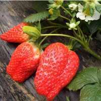 盛源草莓采摘园 田间乐享鲜甜时光