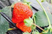 成都百安草莓采摘园 春日里的甜蜜采摘之旅