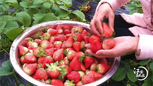 错峰近郊采摘，冬草莓正当时