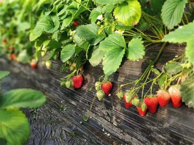 通州小程草莓园 酸甜醉人的采摘盛宴