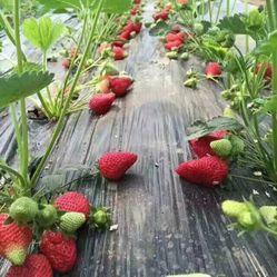 夏庄辛曹村草莓采摘体验