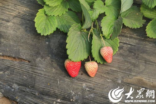 新春走基层丨产品不愁卖，东阿这个村解锁财富新密码