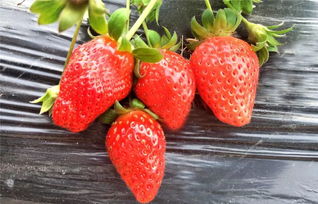 2019年东方研学 亲近大自然，周末亲子草莓采摘节甜蜜启幕