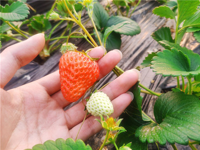 红红小草莓，映红乡村振兴路——探访屯溪区阳湖镇草莓采摘产业