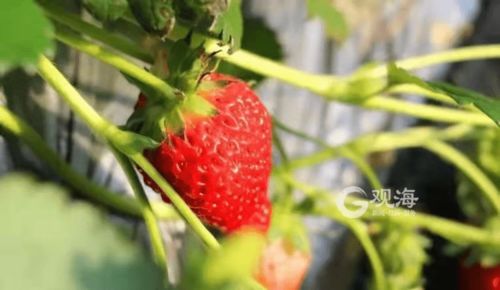 春节假期去哪玩？这16个精品草莓采摘园等您来体验草莓采摘乐趣