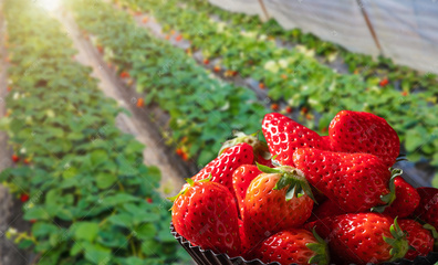 草莓采摘创意图集 自然与创意的甜蜜交融