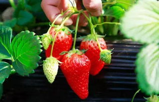 2017昆明草莓采摘最强攻略