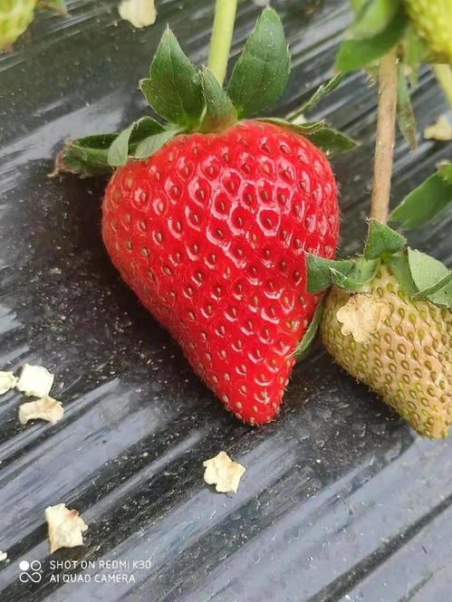 又香又甜！连州红颜草莓成熟季，附采摘地图指南