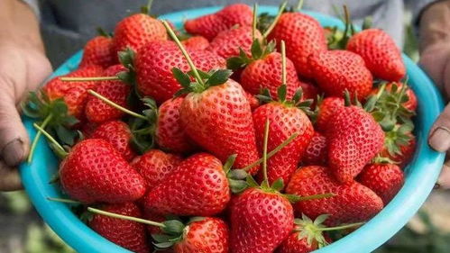 苏州草莓采摘全攻略 实现草莓自由的甜蜜之旅