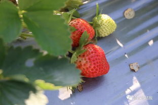 草莓熟啦！德宏各县市采摘攻略，赶紧收藏