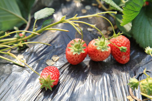 甜蜜绽放 草莓采摘园里的美食、光影与灵感