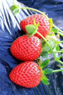 草莓采摘季开启 米易妈妈巧手制作草莓圣诞老人，创意与美味兼具