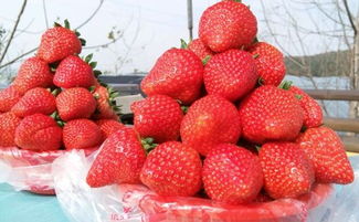 九江春日采莓图鉴 三条精品路线，解锁鲜甜采摘之旅