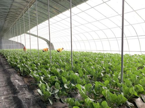 盐碱地结出“莓”好生活 智能大棚工厂为新疆莎车县带来的三重转变