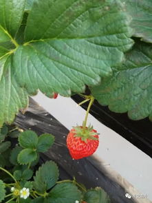 草莓采摘“红”了农家生活——出头岭镇产业扶贫见闻