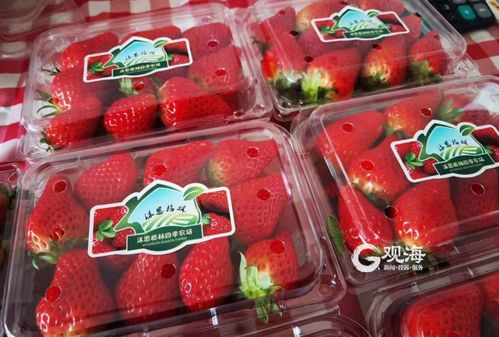 春节假期去哪玩？这16个精品草莓采摘园等您来体验！